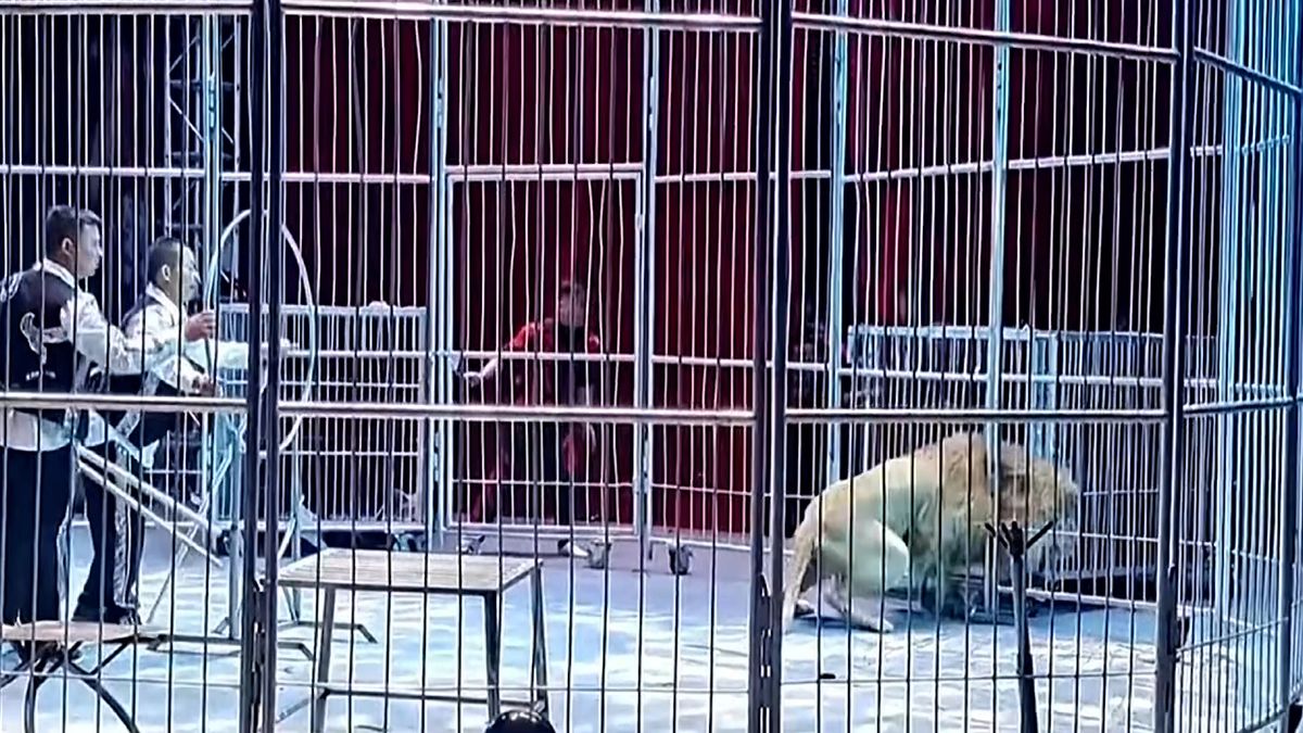 V čínském cirkusu utekli lvi z manéže mezi diváky